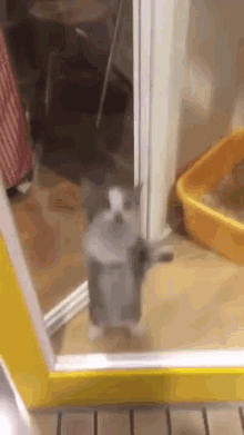 Jumping Cat